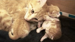 Kotka zajmuje się swoimi nowo narodzonymi kociętami. Poczekaj aż usłyszysz jak d
