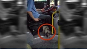 Pasażerowie byli zdumieni widząc psa śpiącego pod nogami kierowcy, a potem ich z