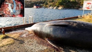 To co znaleziono w żołądku tego wieloryba jest odrażające!