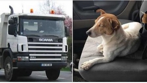 Kierowca ciężarówki uratował bezpańskiego psa. Zdumiał się, gdy pies pokazał mu 