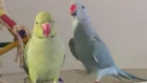 Papuga mówi cześć do swojego brata. To co słyszy w odpowiedz jest niewiarygodne!