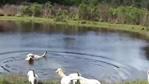 Tata labrador wskakuje do wody, to co robią jego szczeniaki jest niesamowite!