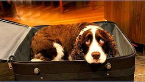 Powód, dla którego zamknął swojego psa w walizce, porusza do łez!