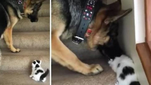 Kotek nie potrafi zejść się po schodach - reakcja psa jest bezcenna!