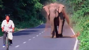 Słoń goni rowerzystę, ale poczekaj aż zobaczysz dlaczego - niesamowite!