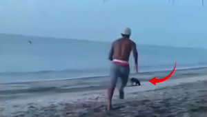 Młody chłopak postanowił kopnąć bezpańskiego psa na plaży... Chwilę później mocn