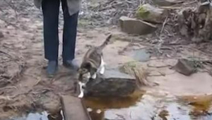 Zobaczcie jak ten kotek poradził sobie z mokrą kładką - spryciarz!