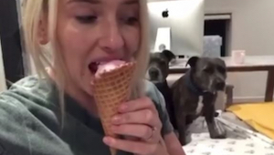 Kobieta je lody, ale zobaczcie co w tym czasie robią jej psy! Niesamowite!