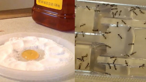 Nigdy więcej prusaków, pcheł i mrówek w domu, wystarczy ten jeden prosty składni