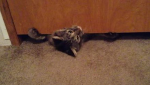 Gruby kot próbuje przecisnąć się pod drzwiami - nie możemy przestać się śmiać!
