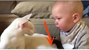 Dziecko złapało kota za łapkę. Reakcja zwierzaka jest niesamowita!