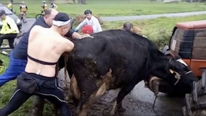 Krowa przeraźliwie muczy, gdy mężczyzna wkłada w nią oba ramiona, ale gdy kończy