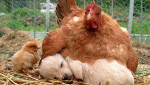 9 zdjęć, które udowadniają, że kury są najlepszymi matkami w królestwie zwierząt