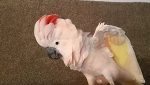 Papuga ma zły humor, więc wyżywa się na swoim właścicielu i krzyczy do kamery.
