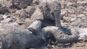 Słonica i jej młode były skazane na śmierć po tym jak utknęły w grząskim błocie 