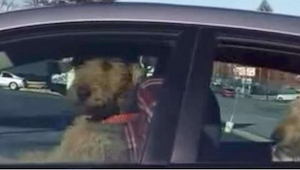 To, co ten pies robi w samochodzie pod nieobecność właściciela, ubawi Was do łez