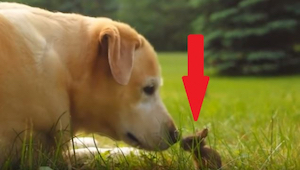 Pies po raz pierwszy widzi maleńkiego zajączka, widząc ich interakcję właściciel