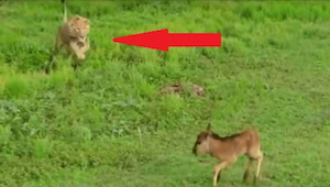 Lew zbliża się do przerażonego jelonka i... To nagranie zaszokowało ekspertów!