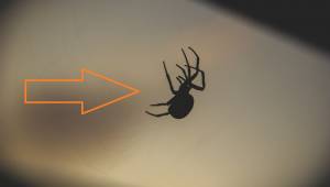Dzięki tej małej sztuczce pająki znikną z Twojego domu raz na zawsze!