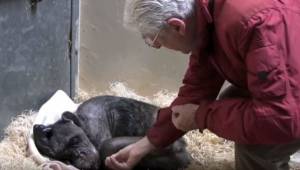To, jak umierający szympans zareagował na widok dawnego przyjaciela, wywołuje łz