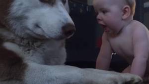 Dziecko raczkuje w stronę psa. Gdy tato widzi reakcję zwierzaka, chwyta za telef