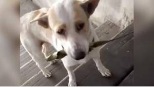 Pies znalazł na ulicy liść i postanowił sprezentować go bliskiej osobie w podzię