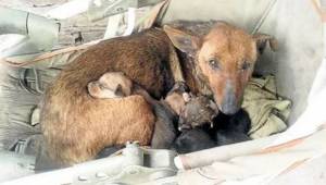 Bezpańska sunia zaopiekowała się porzuconym noworodkiem - psy mają więcej serca 