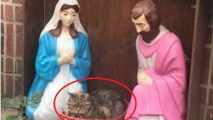 Gdy fotograf zobaczyła kota o gniewnym spojrzeniu leżącego w szopce, wiedziała, 
