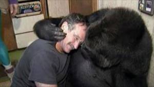 Goryl o imieniu Koko domagał się od Robina Williamsa trochę czułości. Zobaczcie,