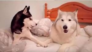 To, jak te dwa psy się kłócą, doprowadzi Was do niekontrolowanego ataku śmiechu!