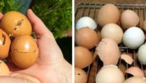Kiedy gotujesz wielkanocne jajka, nie wyrzucaj skorupek. Ten pomysł na dekorację
