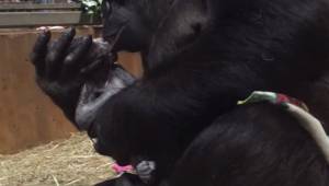 Film pokazujący moment narodzin małego goryla i to jak jego mama czule go przytu