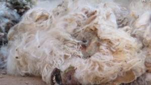 Szokujący skandal: kozy są torturowane, okaleczane i mordowane by otrzymać z nic