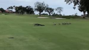 Zobacz jak gęsi postanowiły pokazać aligatorowi kto rządzi na tym polu golfowym.