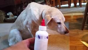 Właściciel tłumaczy psu, że pora na kolejną dawkę jego leku. Reakcja psa rozbawi