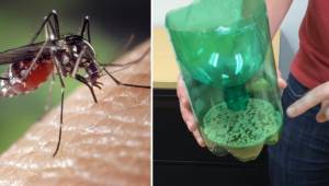 Możesz pozbyć się komarów dzięki tym prostym 3 składnikom, które masz w domu.