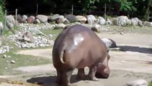 Hipopotam ma ogromne gazy... To nagranie zobaczyło już ponad 23 miliony ludzi.