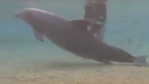 Delfin zachowuje się dziwnie pływając blisko dna, wtedy nurkowie odkrywają coś n