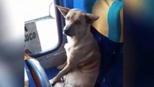Bezpański pies wsiada do autobusu i zajmuje miejsce. Reakcja kierowcy jest wspan