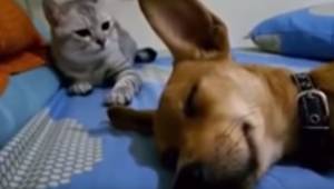 Pies zaczął głośno pierdzieć przez sen, reakcja kota rozbawiła już miliony inter