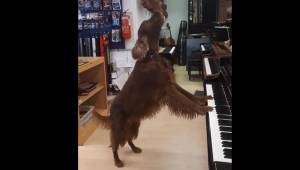 Pies zaczyna grać na pianinie i jednocześnie śpiewa. Internauci są zadziwieni je
