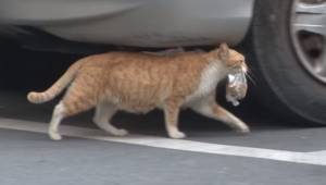 Bezdomny kot nie chce jeść, jeśli jedzenie nie jest w torebce. Kobieta śledzi go