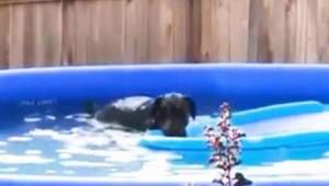 Pies zakrada się do basenu w ogródku, ale gdy zostaje przyłapany jego reakcja ro