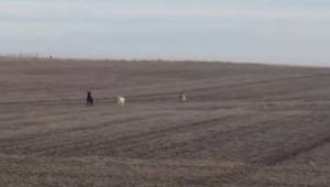 Mężczyzna odnalazł zaginionego psa na polu, ale wtedy zauważył, że pies nie jest