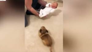 Pokazali swojego nowo narodzonego synka swojemu psu. Jego reakcja jest po prostu