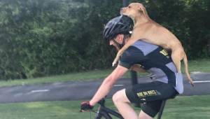 Rowerzysta znajduje chorego bezdomnego psa i postanawia mu pomóc. Kładzie go na 