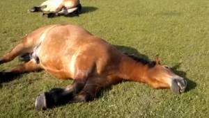 Dwa konie śpią na trawie, ale posłuchaj tylko jaki dźwięk wydają, a naprawdę się