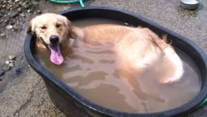 Golden retriever jest zachwycony z kąpieli w gorący dzień. To nagranie rozbawi k