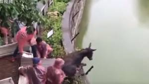 Mężczyźni zepchnęli przerażonego osła do fosy w zoo. To co stało się potem spraw