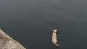 Każdego dnia pies biegnie do morza by popływać ze swoim nietypowym przyjacielem.